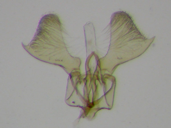 /filer/webapps/moths_gc/media/images/A/acuta_Parornix_MG_Barton_ IB1186 prep IBCY841.jpg