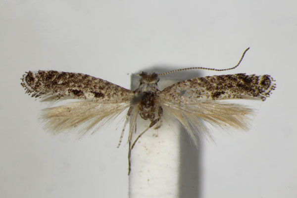 /filer/webapps/moths_gc/media/images/A/acuta_Parornix_PT_ZSM.jpg