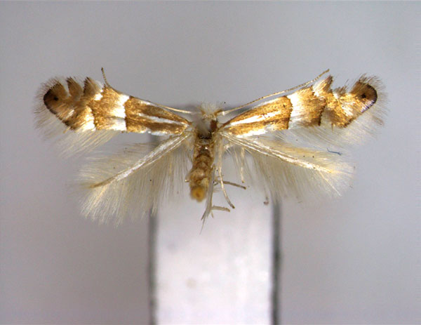 /filer/webapps/moths_gc/media/images/A/acutissimae_Phyllonorycter_A_EIHU.jpg