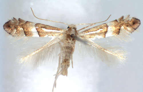 /filer/webapps/moths_gc/media/images/A/acutissimae_Phyllonorycter_A_WJDP.jpg