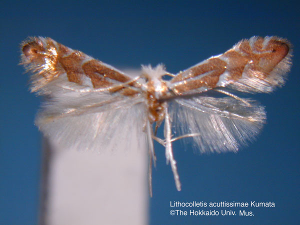 /filer/webapps/moths_gc/media/images/A/acutissimae_Phyllonorycter_HT_EIHU.jpg