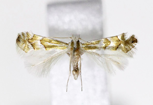 /filer/webapps/moths_gc/media/images/A/acutissimae_Phyllonorycter_Kim-et-Byun_2017_1379.jpg