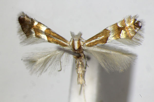 /filer/webapps/moths_gc/media/images/A/acutissimae_Phyllonorycter_PT_ZSM.jpg