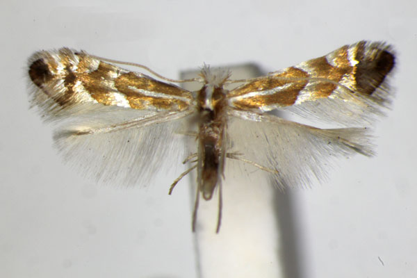/filer/webapps/moths_gc/media/images/A/acutissimae_Phyllonorycter_PT_ZSM_2.jpg