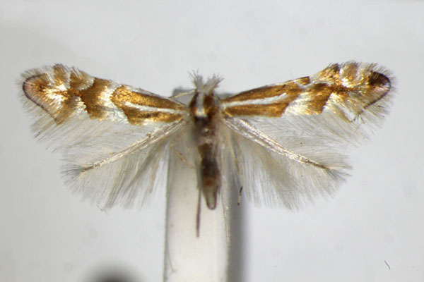 /filer/webapps/moths_gc/media/images/A/acutissimae_Phyllonorycter_PT_ZSM_3.jpg
