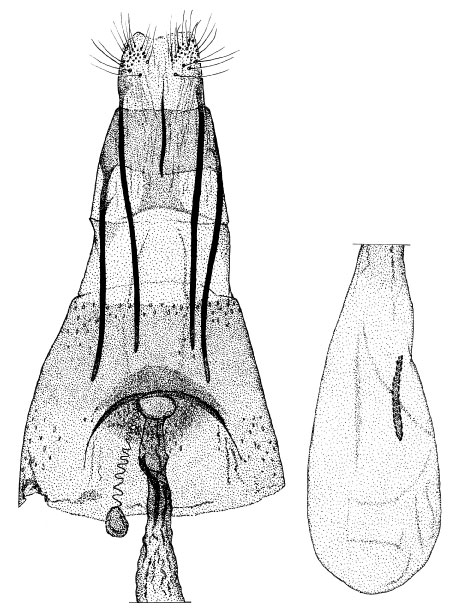 /filer/webapps/moths_gc/media/images/A/acutulus_Phyllonorycter_GF_DePrins.jpg