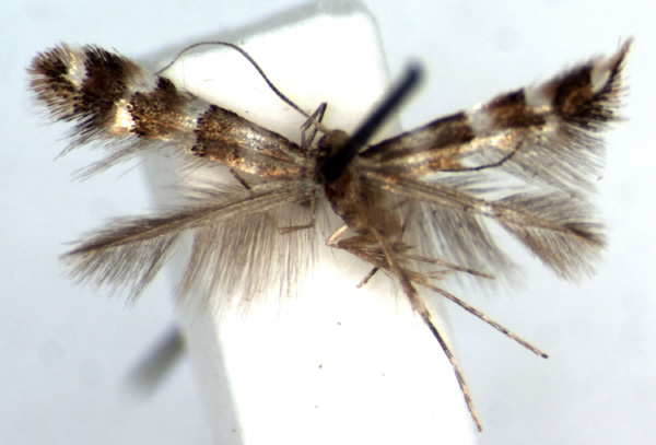 /filer/webapps/moths_gc/media/images/A/acutulus_Phyllonorycter_HT_RMCA.jpg