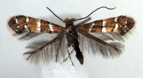 /filer/webapps/moths_gc/media/images/A/adderis_Phyllonorycter_HT_RMCA.jpg