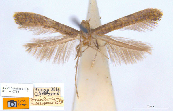 /filer/webapps/moths_gc/media/images/A/adelosema_Caloptilia_HT_ANIC.jpg