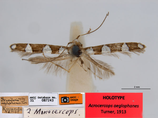 /filer/webapps/moths_gc/media/images/A/aeglophanes_Acrocercops_HT_ANIC.jpg