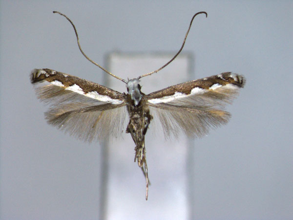 /filer/webapps/moths_gc/media/images/A/aemula_Dialectica_A_EIHU.jpg