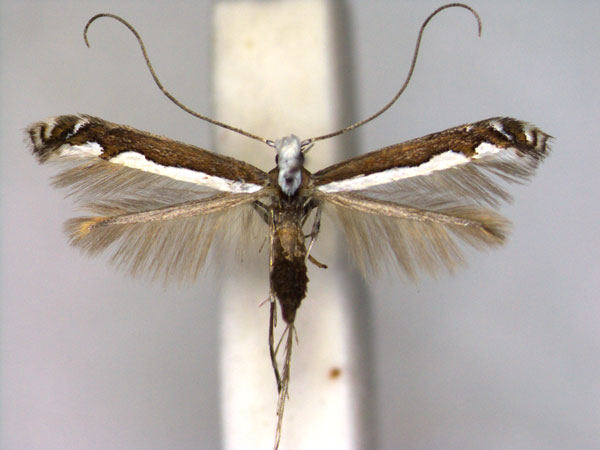 /filer/webapps/moths_gc/media/images/A/aemula_Dialectica_A_EIHUa.jpg