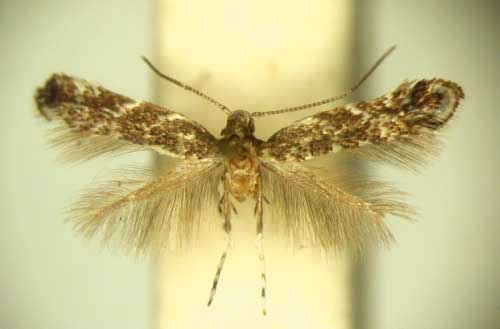 /filer/webapps/moths_gc/media/images/A/aenicta_Polysoma_PT_TMSA5962.jpg