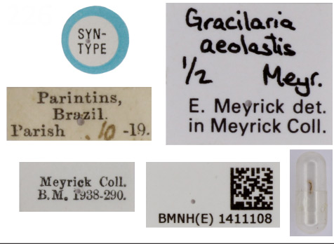 /filer/webapps/moths_gc/media/images/A/aeolastis_Caloptilia_ST_1411108_BMNH_Label.jpg