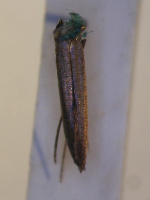 /filer/webapps/moths_gc/media/images/A/aeolastis_Caloptilia_ST_BMNH-(E)-1411113_BMNH.jpg