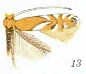 /filer/webapps/moths_gc/media/images/A/aeriferella_Phyllonorycter_A_Braun_22-13.jpg