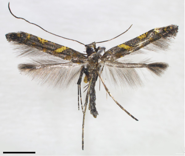 /filer/webapps/moths_gc/media/images/A/aesculi_Caloptilia_HT_HUNAU.jpg