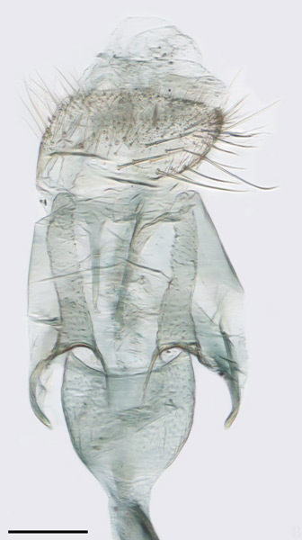 /filer/webapps/moths_gc/media/images/A/aesculi_Caloptilia_PT_GF_antrum_HUNAU.jpg