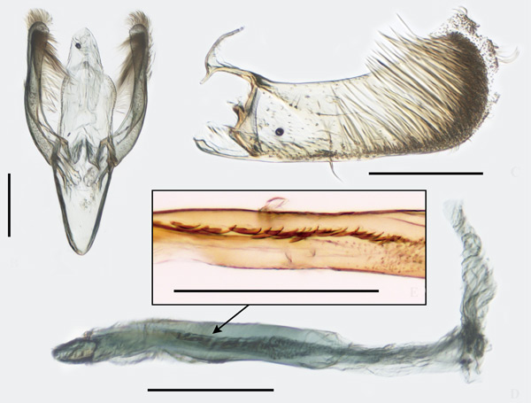 /filer/webapps/moths_gc/media/images/A/aesculi_Caloptilia_PT_GM_HUNAU.jpg