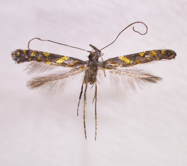/filer/webapps/moths_gc/media/images/A/aesculi_Caloptilia_PT_HUNAU.jpg