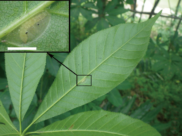 /filer/webapps/moths_gc/media/images/A/aesculi_Caloptilia_cocoon_Liao-et-al_2019_592.jpg