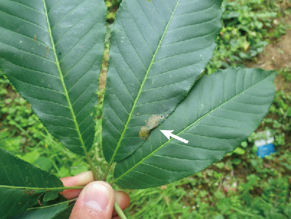 /filer/webapps/moths_gc/media/images/A/aesculi_Caloptilia_larva_Liao-et-al_2019_592.jpg