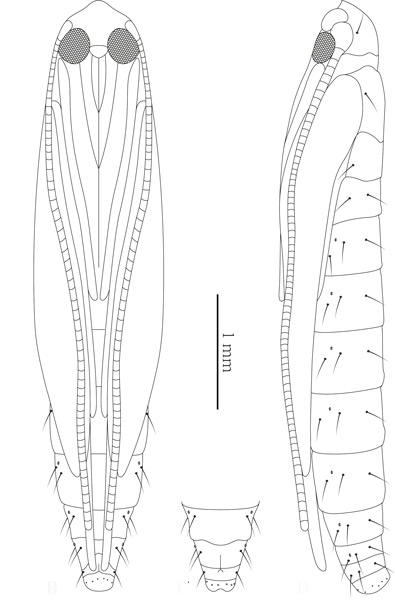 /filer/webapps/moths_gc/media/images/A/aesculi_Caloptilia_lpupa_Liao-et-al_2019_596.jpg