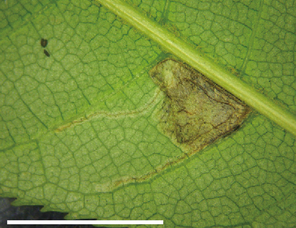/filer/webapps/moths_gc/media/images/A/aesculi_Caloptilia_mine_Liao-et-al_2019_592.jpg