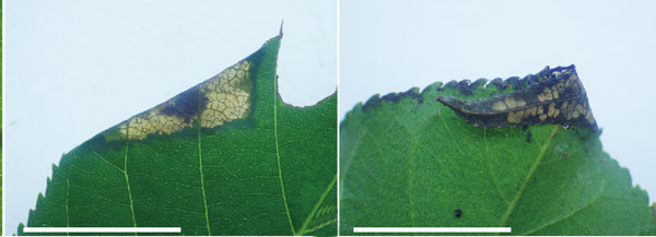 /filer/webapps/moths_gc/media/images/A/aesculi_Caloptilia_mine_Liao-et-al_2019_592_2.jpg