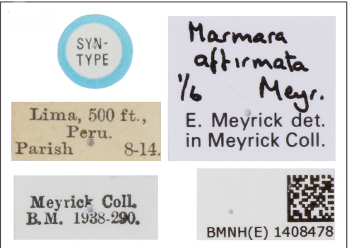 /filer/webapps/moths_gc/media/images/A/affirmata_Marmara_ST_BMNH_Labels.jpg