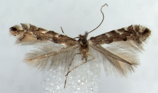 /filer/webapps/moths_gc/media/images/A/agassizi_Phyllonorycter_HT_RMCA.jpg
