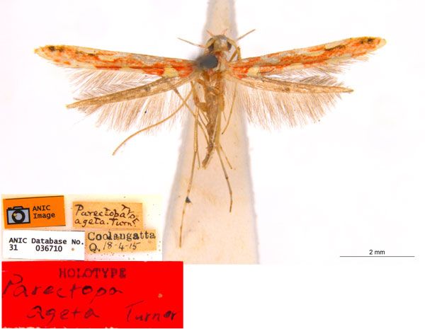/filer/webapps/moths_gc/media/images/A/ageta_Macarostola_HT_ANIC.jpg
