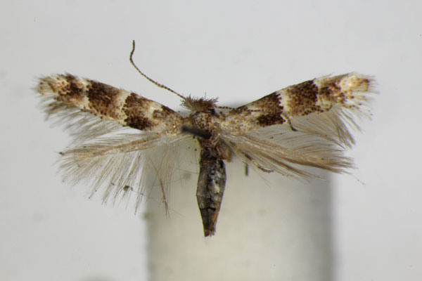 /filer/webapps/moths_gc/media/images/A/agilella_Phyllonorycter_A_ZSM.jpg