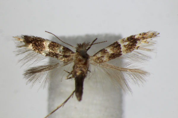 /filer/webapps/moths_gc/media/images/A/agilella_Phyllonorycter_A_ZSM_2.jpg