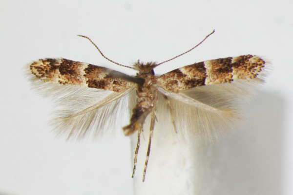 /filer/webapps/moths_gc/media/images/A/agilella_Phyllonorycter_A_ZSM_3.jpg