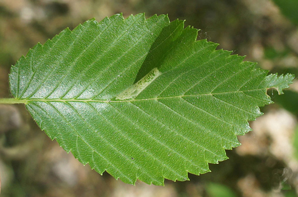 /filer/webapps/moths_gc/media/images/A/agilella_Phyllonorycter_mine_Knyazev-et-al_2018_266.jpg
