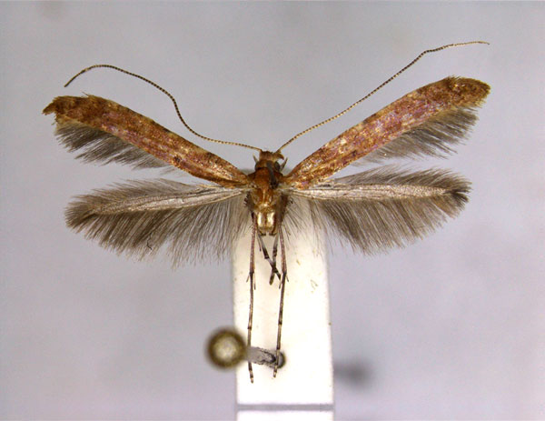 /filer/webapps/moths_gc/media/images/A/agrifoliella_Caloptilia_A_EIHU.jpg