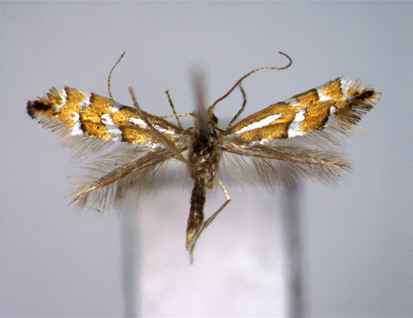 /filer/webapps/moths_gc/media/images/A/aino_Phyllonorycter_A_EIHU.jpg