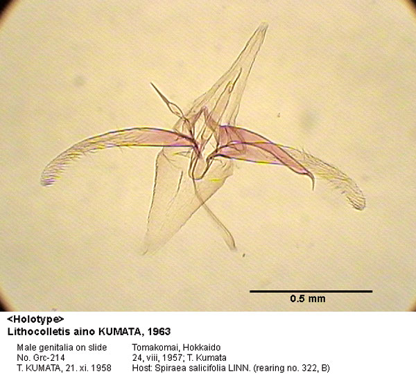 /filer/webapps/moths_gc/media/images/A/aino_Phyllonorycter_GM_HT_214_EIHU.jpg