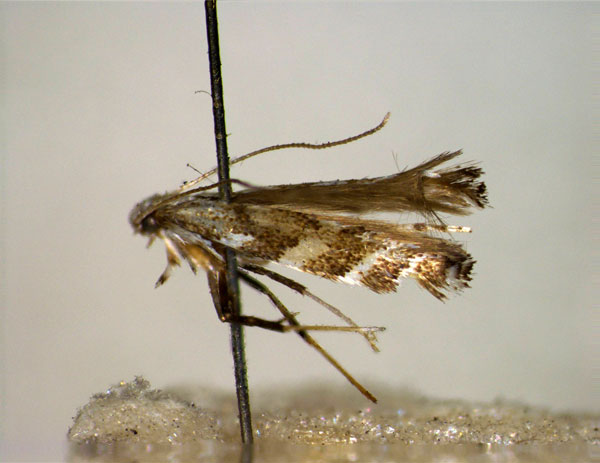/filer/webapps/moths_gc/media/images/A/ainoniella_Leucospilapteryx_HT_EIHU.jpg
