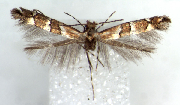 /filer/webapps/moths_gc/media/images/A/albertinus_Phyllonorycter_HT_BMNH.jpg