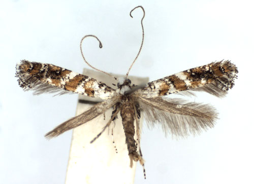 /filer/webapps/moths_gc/media/images/A/albicapitata_Caloptilia_A_WJDP.jpg