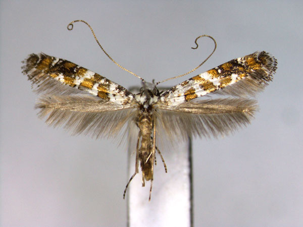 /filer/webapps/moths_gc/media/images/A/albicapitata_Gracillaria_A_EIHU.jpg