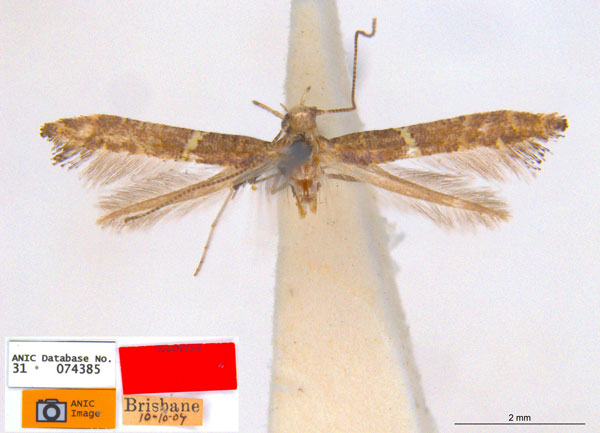 /filer/webapps/moths_gc/media/images/A/albicincta_oenopella_Caloptilia_HT_ANIC.jpg
