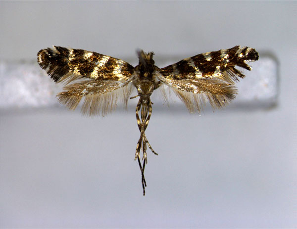 /filer/webapps/moths_gc/media/images/A/albicinctella_Callisto_A_EIHU.jpg