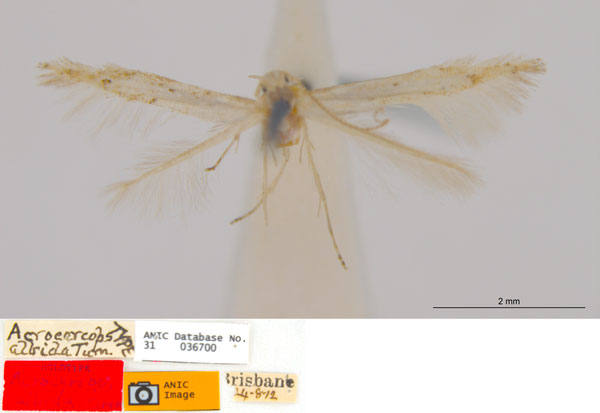 /filer/webapps/moths_gc/media/images/A/albida_Acrocercops_HT_ANIC.jpg