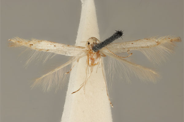 /filer/webapps/moths_gc/media/images/A/albida_Acrocercops_HT_ANIC31-036700.jpg