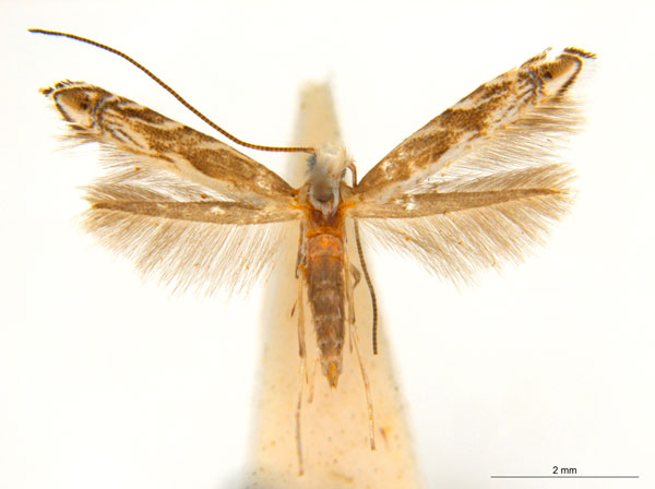 /filer/webapps/moths_gc/media/images/A/albistriatella_Epicephala_A21F_ANIC.jpg