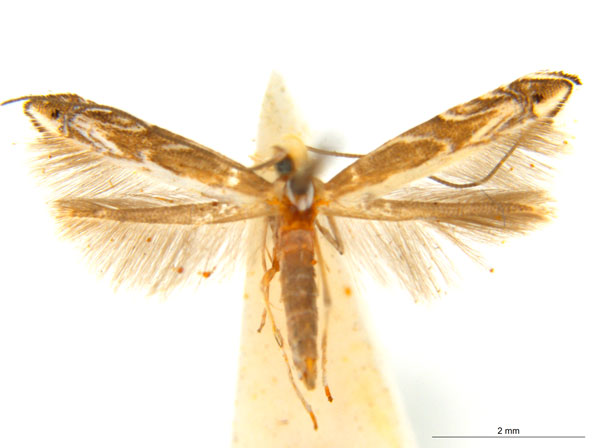 /filer/webapps/moths_gc/media/images/A/albistriatella_Epicephala_A27F_ANIC_NXPyIIn.jpg