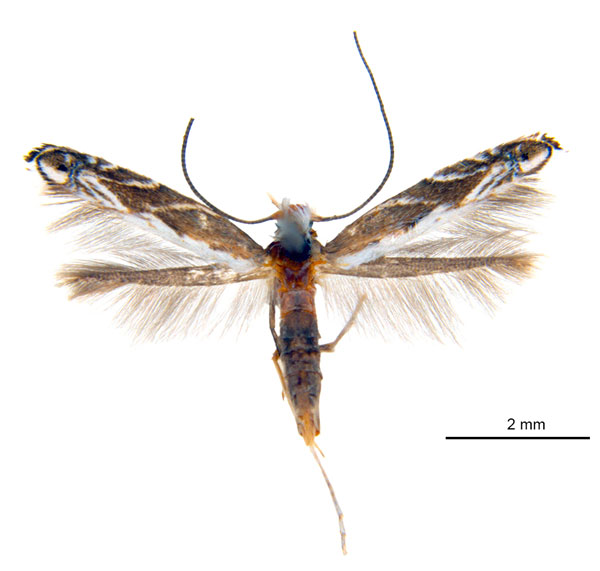 /filer/webapps/moths_gc/media/images/A/albistriatella_Epicephala_A3F_ANIC.jpg